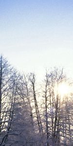 Nature,Branches,Gel,Arbres,Sun,Givre