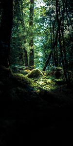 Forêt,Colline,Branches,Mousse,Nature,Arbres