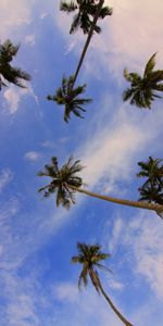 Trees,Branches,Nature,Palms,Bottom View,Tropics