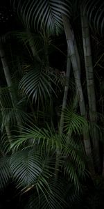 Nature,Branches,Arbres,Palms,Plantes