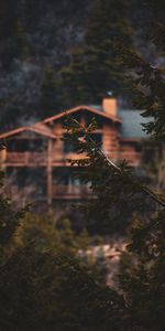 Trees,Branches,Needles,Nature,Blur,Smooth,Wet,House