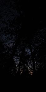 Trees,Branches,Night,Dark,Gloomy