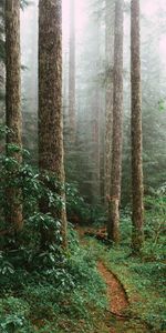 Árboles,Bosque,Sucursales,Ramas,Abeto,Naturaleza,Camino