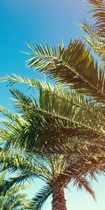 Trees,Branches,Sunlight,Palms,Nature