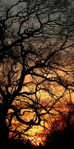 Silhouettes,Arbres,Branches,Coucher De Soleil,Sombre