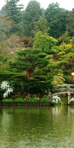 Trees,Bridge,Stroll,Nature,Rivers