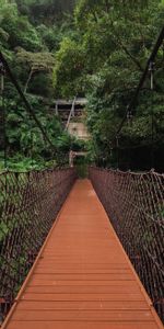 Trees,Bridge,Suspension,Hanging,Weaving,Braiding,Nature