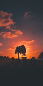 Trees,Bubble,Sunset,Dark,Bubbles,People