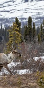 Wapiti,Élan,Buissons,Faune,Animaux,Arbres,Forêt