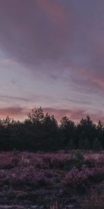 Soir,Nature,Buissons,Crépuscule,Arbres,Paysage