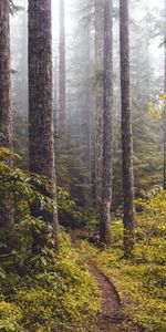 Naturaleza,Árboles,Arbusto,Camino,Bosque,Niebla