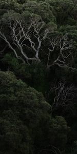 Forêt,Fêtes,Buissons,Branches,Arbres