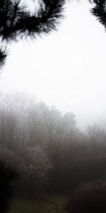 Nature,Buissons,Brouillard,Arbres