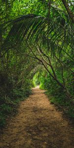 Trees,Bush,Path,Nature,Jungle