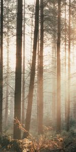 Trees,Bush,Rays,Beams,Forest,Nature