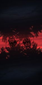 Trees,Bush,Reflection,Silhouette,Dark