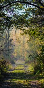 Trees,Bush,Road,Forest,Branches,Nature