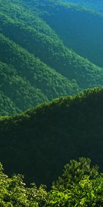 Trees,Bush,Slope,Nature,Hills