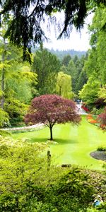 Butchart Gardens,Природа,Деревья,Канада,Сад