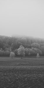 Trees,Bw,Hoarfrost,Frost,Field,Chb,Nature