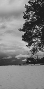 Trees,Bw,Nature,Snow,Field,Winter,Chb