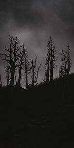 Trees,Bw,Night,Chb,Dark,Silhouettes