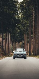 Trees,Cars,Road,Auto,Front View