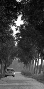 Trees,Cars,Road,Car,Bw,Chb