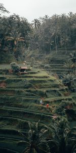 Plantation,Nature,Iris,Palms,Arbres,Cascade