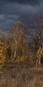 Naturaleza,Nubes,Árboles,Otoño