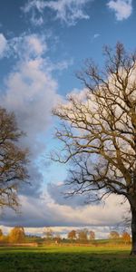 Trees,Clouds,Branches,Nature,Grass,Autumn,Field