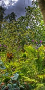 Trees,Clouds,Bush,Greens,Nature,Garden