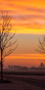 Trees,Clouds,Fog,Nature,Dawn,Landscape