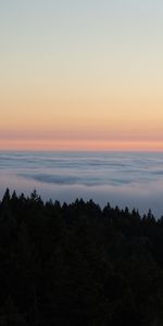 Trees,Clouds,Horizon,Spruce,Fir,Nature,Sky,Fog