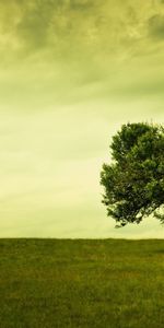 Trees,Clouds,Landscape,Fields