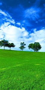 Trees,Clouds,Summer,Horizon,Day,Row,Nature,Meadow