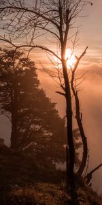 Trees,Clouds,Sunset,Fog,Nature