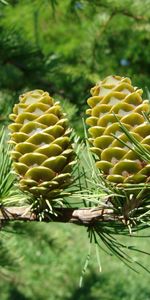 Trees,Cones,Needle,Pine,Plants