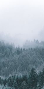 Trees,Coniferous,Forest,Fog,Haze,Nature