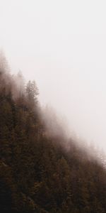 Trees,Coniferous,Forest,Fog,Nature,Pine