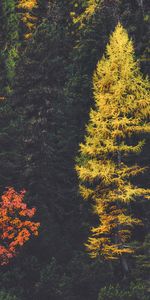 Trees,Coniferous,Forest,Larch,Nature