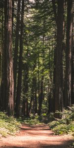 Trees,Coniferous,Forest,Path,Nature