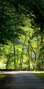 Trees,Crossroads,Crossroad,Summer,Nature,Road,Forest,Greens