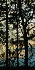 Trees,Dark,Blur,Smooth,Branches,Shadows