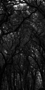 Trees,Dark,Forest,Bw,Chb