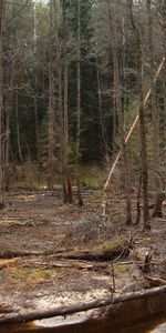 Nature,Humidité,Abattement,Grisaille,Forêt,Du Froid,Froid,Arbres,Nu,Rivières,Automne