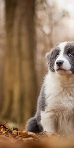 Flou,Lisse,Arbres,Animaux,Automne,Chien