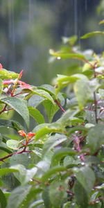 Trees,Drops,Landscape,Rain