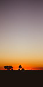 Trees,Dusk,Nature,Twilight,Horizon,Sunset,Dark