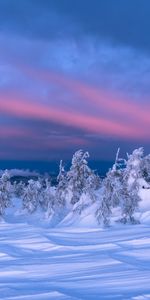 Trees,Dusk,Nature,Twilight,Snow,Winter,Landscape